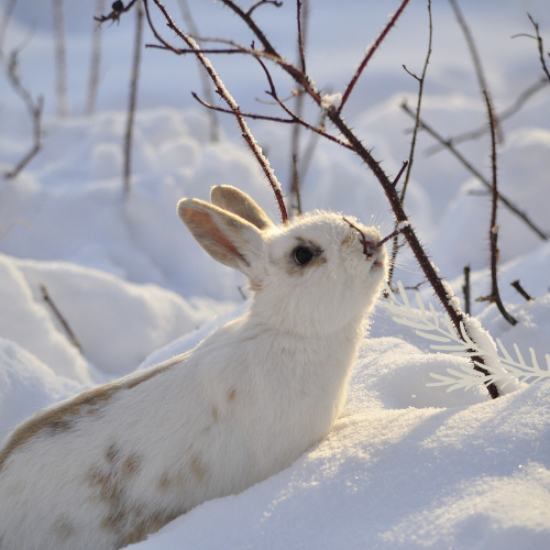 Winterfutter für Kaninchen